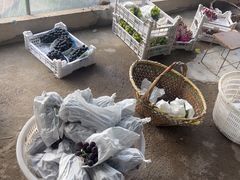 -马陆小张葡萄园农家乐