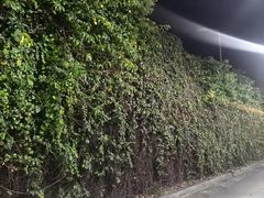 -1980烧肉粽(金榜店)