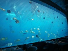 -瑞德姆美人鱼海底演艺主题餐厅(亚龙湾店)
