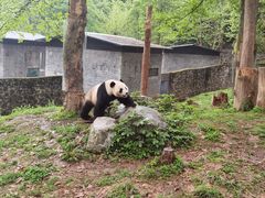-都江堰中华大熊猫苑