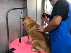 -宠福鑫康馨动物医院·骨科·眼科