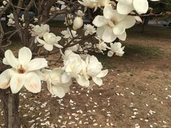 -中央民族大学