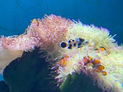 -海合安武汉极地海洋公园