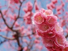 -醍醐寺
