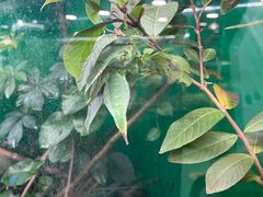 -上海大自然野生昆虫馆(东方明珠·爬宠昆虫探索中心)