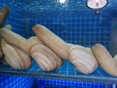 象拔蚌刺身-捞围鲜·港式打边炉(海阳路店)