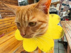 -喵屿·大理花园猫咖