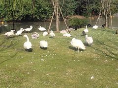 -上海野生动物园老虎餐厅