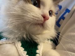 -宠颐生宠物医院·心肾内科·猫专科诊疗中心宠巢店