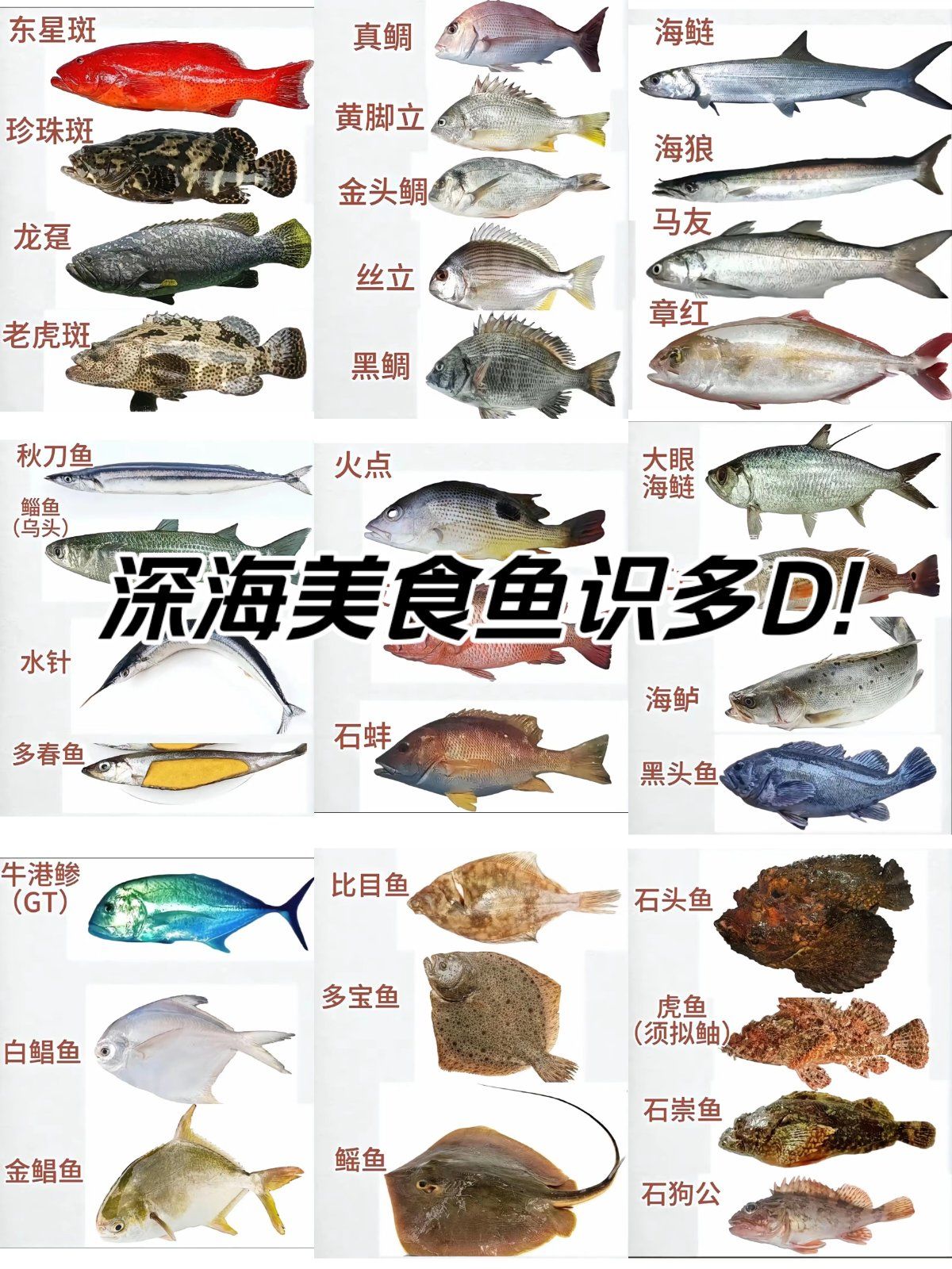 你认识多少种深海可食用鱼类🐟?