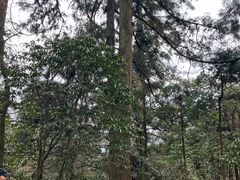 -天目山大树王景区