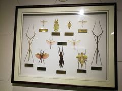 -上海昆虫博物馆