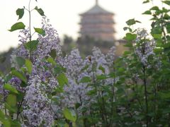 -永定河休闲森林公园