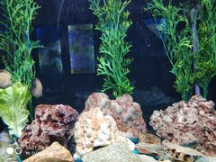 -芽庄珍珠岛游乐园