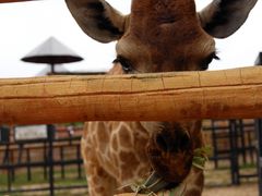 -鄂尔多斯野生动物园