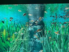 -上海海洋水族馆