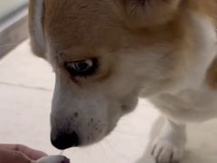 -趣玩宠物乐园寄养训犬训狗游泳池