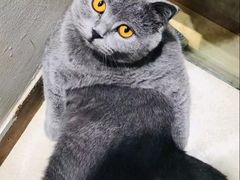 -藏猫猫咖啡主题馆(中央大道店)