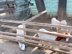 -1982农场