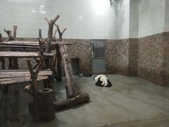 景点-成都大熊猫繁育研究基地