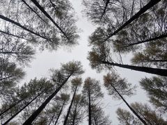 -塞罕坝国家级自然保护区