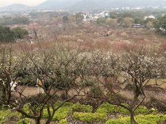 -香雪海