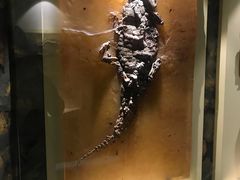 -辽宁古生物博物馆