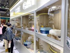 -糯米喵星人总部直营旗舰店·猫舍·幼猫出售