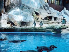 -帝企鹅自助餐厅•儿童岛•真企鹅(长隆企鹅酒店)