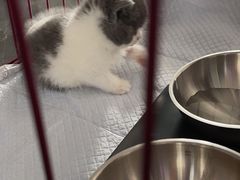 -爱派特动物医院·全科诊疗中心