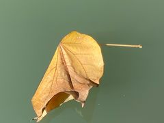 -观桥阁(锦溪店)