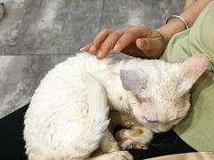 -楼上猫咖(罗湖店)