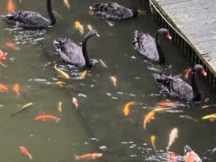 -海南槟榔谷黎苗文化旅游区