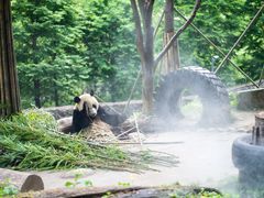 -都江堰中华大熊猫苑