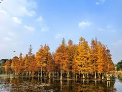 -白鹭湾湿地公园