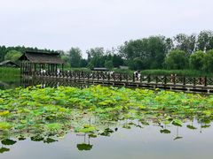 -溱湖国家湿地公园