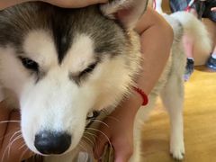 -Husky Go! 哈士奇体验馆·宠物咖啡厅狗咖