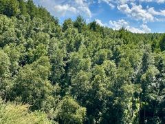 -塞罕坝国家级自然保护区