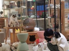 -藏猫猫咖啡主题馆(中央大道店)