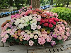 -上海鲜花港
