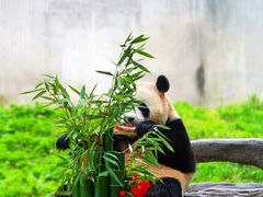 -卧龙中华大熊猫苑神树坪基地