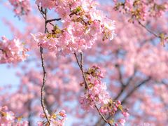 -上海辰山植物园