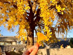 -自如ZSPACE四合院艺术餐厅
