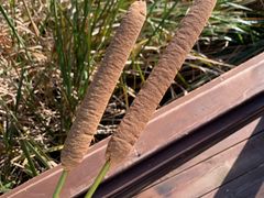 -羊亭河湿地公园