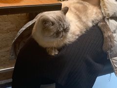 -猫色咖啡·猫咖