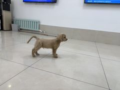 -北京观赏动物医院·24小时大型综合·猫专科·异宠专科
