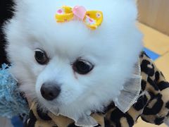 -天使宠物医院·犬猫分诊(彩虹店)