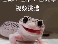 -momokira米努特·德文卷毛猫·棉花面纱犬