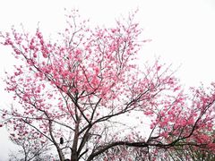 -天适樱花悠乐园