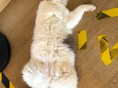 -南京Hallo宠物乐园·哈罗犬舍·柴犬繁育基地